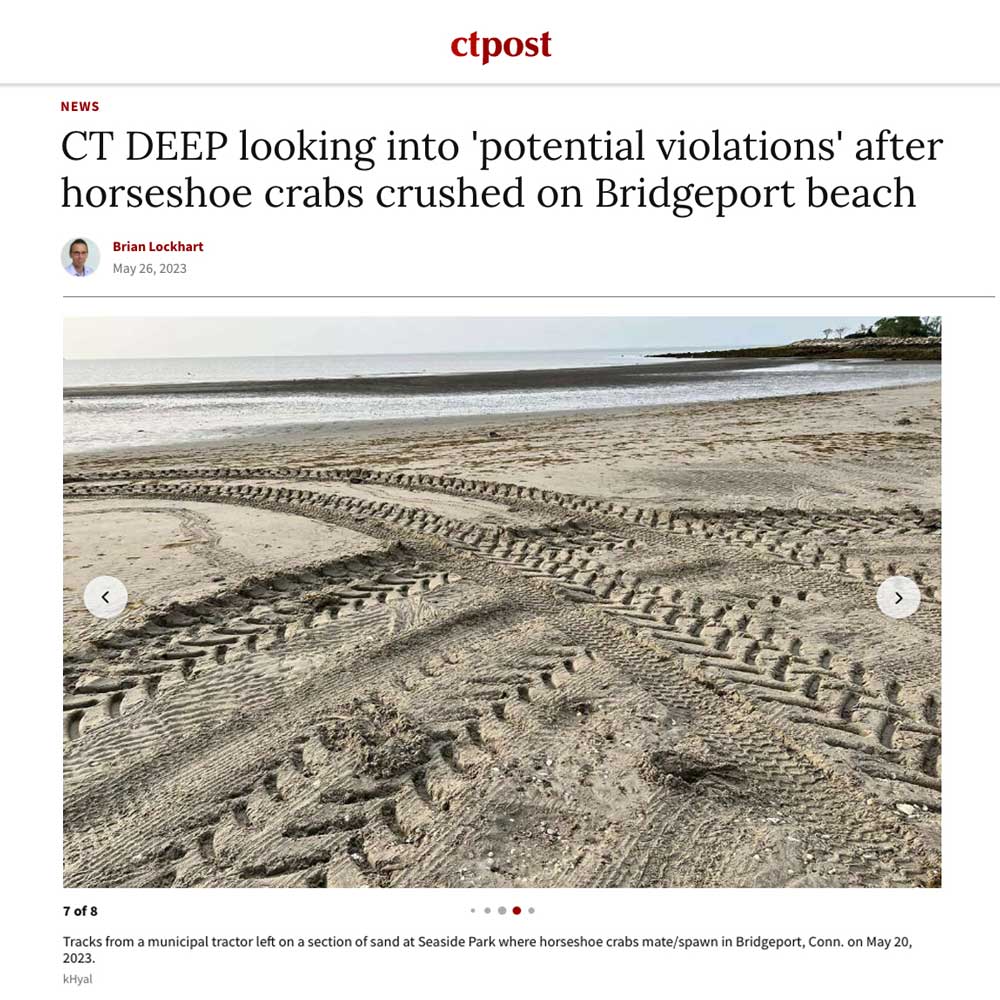 CT Post Article featuring kHyal’s efforts to rescue and protect horseshoe crabs at Seaside Park follow up article